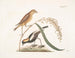 Le Moineau du riz - Mark Catesby — näkymä teoksesta