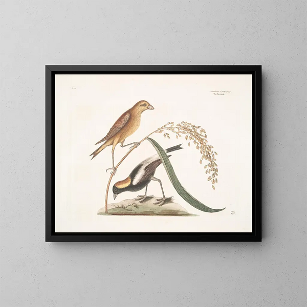 Le Moineau du riz - Mark Catesby — kehystetty taideteos seinällä