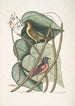 Icterus minor L'oiseau bâtard de Baltimore Bignonia Urusu foliis c L'arbre catalpa - Mark Catesby — näkymä teoksesta