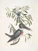 Ispida c Le Martin-pêcheur Myrtus c Le myrte à feuilles étroites - Mark Catesby — näkymä teoksesta
