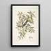 Jasminum luteum Le jasmin jaune Muscicapa nigrescens Le gobe-mouche à tête noire - Mark Catesby — kehystetty taideteos seinällä