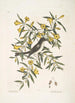 Jasminum luteum Le jasmin jaune Muscicapa nigrescens Le gobe-mouche à tête noire - Mark Catesby — näkymä teoksesta