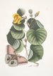 Ketmia L'arbre Mano Phalna fusca c - Mark Catesby — näkymä teoksesta