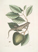 Lacertus Indicus L'iguane Anona - Mark Catesby — näkymä teoksesta