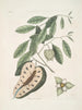 Le lézard à queue bleue Anona c - Mark Catesby — näkymä teoksesta
