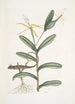 Lacertus griseus Le lézard lion Viscum - Mark Catesby — näkymä teoksesta