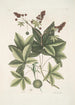 Lacertus viridis Carolinensis Le lézard vert de Caroline Stirax Aceris folio Le copalme - Mark Catesby — näkymä teoksesta