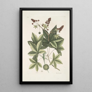 Mark Catesby - Lacertus viridis Carolinensis The GreenLizard of Carolina Stirax Aceris folio The Sweet GumTree.webp