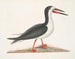 Larus major, le grand labbe - Mark Catesby — näkymä teoksesta