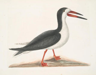 Larus major, le grand labbe - Mark Catesby — näkymä teoksesta