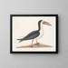 Larus major, le grand labbe - Mark Catesby — kehystetty taideteos seinällä