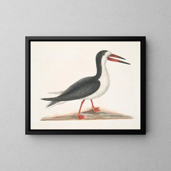 Larus major, le grand labbe - Mark Catesby — kehystetty taideteos seinällä