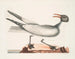 Le goéland rieur - Mark Catesby — näkymä teoksesta