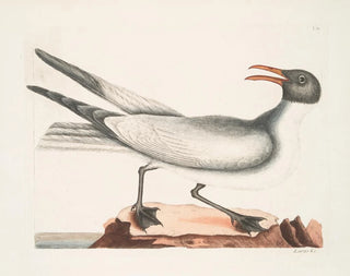 Le goéland rieur - Mark Catesby — näkymä teoksesta