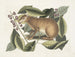 Le lièvre de Java - Mark Catesby — näkymä teoksesta