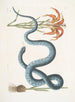 Lilium c Le Lys Rouge Anguis c Le Serpent Wampum - Mark Catesby — näkymä teoksesta