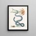 Lilium c Le Lys Rouge Anguis c Le Serpent Wampum - Mark Catesby — kehystetty taideteos seinällä