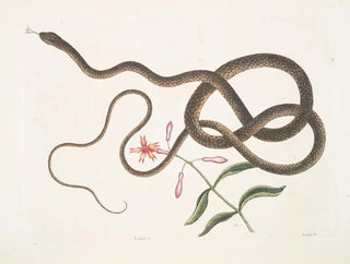 La couleuvre fouette-queue - Mark Catesby — näkymä teoksesta