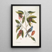 Magnolia Lauri folio Subtus albicante Le laurier doux à fleurs Coccothraustes coeruleus Le gros-bec bleu - Mark Catesby — kehystetty taideteos seinällä