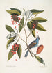 Magnolia Lauri folio Subtus albicante Le laurier doux à fleurs Coccothraustes coeruleus Le gros-bec bleu - Mark Catesby — näkymä teoksesta