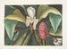 Magnolia, sateenvarjopuu - Mark Catesby — näkymä teoksesta