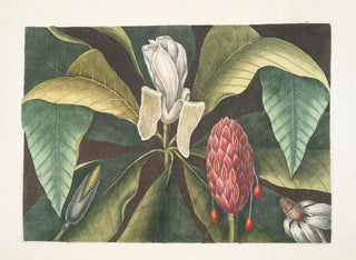 Magnolia, sateenvarjopuu - Mark Catesby — näkymä teoksesta