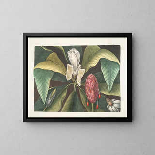 Magnolia, sateenvarjopuu - Mark Catesby — kehystetty taideteos seinällä