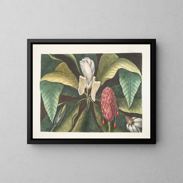 Magnolia, sateenvarjopuu - Mark Catesby — kehystetty taideteos seinällä