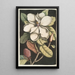Magnolia altissima Le laurier de Caroline - Mark Catesby — näkymä teoksesta