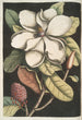 Magnolia altissima Le laurier de Caroline - Mark Catesby — kehystetty taideteos seinällä
