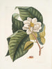 Magnolia serait blanc c Ant villosa rouge La Fourmi de Velours - Mark Catesby — näkymä teoksesta