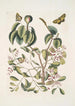 Mancanilla Pyri facie Le mancenillier Viscum foliis latioribus Papilio medius c - Mark Catesby — näkymä teoksesta