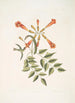 Mellivora c Le colibri Bignonia c La fleur trompette - Mark Catesby — näkymä teoksesta