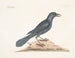 Le corbeau violet - Mark Catesby — näkymä teoksesta