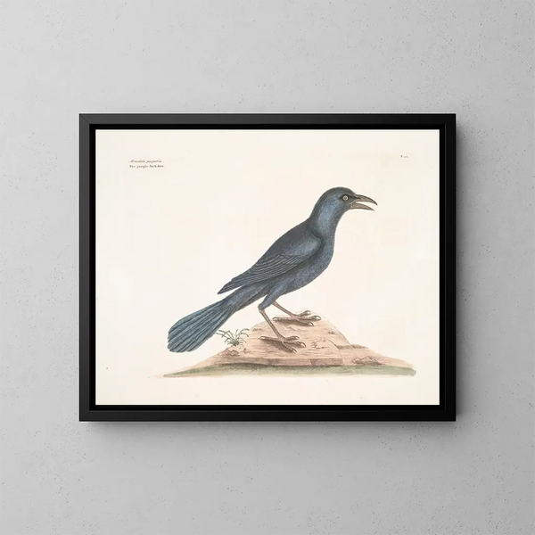 Le corbeau violet - Mark Catesby — kehystetty taideteos seinällä