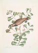 Morinellus marinus Le tournepierre ou pluvier de mer Frutex c - Mark Catesby — näkymä teoksesta
