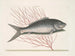 Mormijrus et le poisson osseux - Mark Catesby — näkymä teoksesta