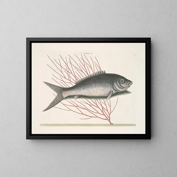 Mormijrus et le poisson osseux - Mark Catesby — kehystetty taideteos seinällä