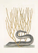 Murna maculata nigra La murène noire Lithophyton c - Mark Catesby — näkymä teoksesta