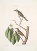 Muscicapa fusca Le petit gobe-mouche brun Muscicapa oculis rubris Le gobe-mouche aux yeux rouges Arbor Lauri fol c - Mark Catesby — näkymä teoksesta
