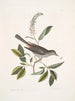Muscicapa vertice nigro L'oiseau-chat Alni folia Americana serrata - Mark Catesby — näkymä teoksesta