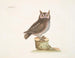 La petite hulotte - Mark Catesby — näkymä teoksesta