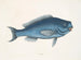 La Poisson bleu - Mark Catesby — näkymä teoksesta