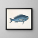 La Poisson bleu - Mark Catesby — kehystetty taideteos seinällä