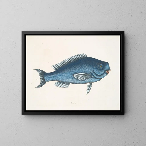 La Poisson bleu - Mark Catesby — kehystetty taideteos seinällä