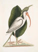 Numenius albus Le courlis blanc - Mark Catesby — näkymä teoksesta
