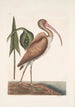 Numenius fuscus Le courlis brun - Mark Catesby — näkymä teoksesta