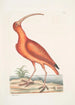 Numenius ruber Le courlis rouge - Mark Catesby — näkymä teoksesta