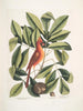 Nux juglans Virginiana alba c Le caryer Le noyer Coccothraustes ruber L'oiseau rouge - Mark Catesby — näkymä teoksesta