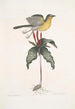 Oenanthe Americana La paruline à poitrine jaune Solanum c - Mark Catesby — näkymä teoksesta